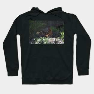 Tiger Cubs Hoodie